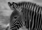 Zebra Portrait  - Jonathan Elliott (Open).jpg